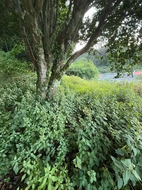 Außenansicht von Haus oder Chalet zum Verkauf in Ferrol mit Abstellraum und Internet