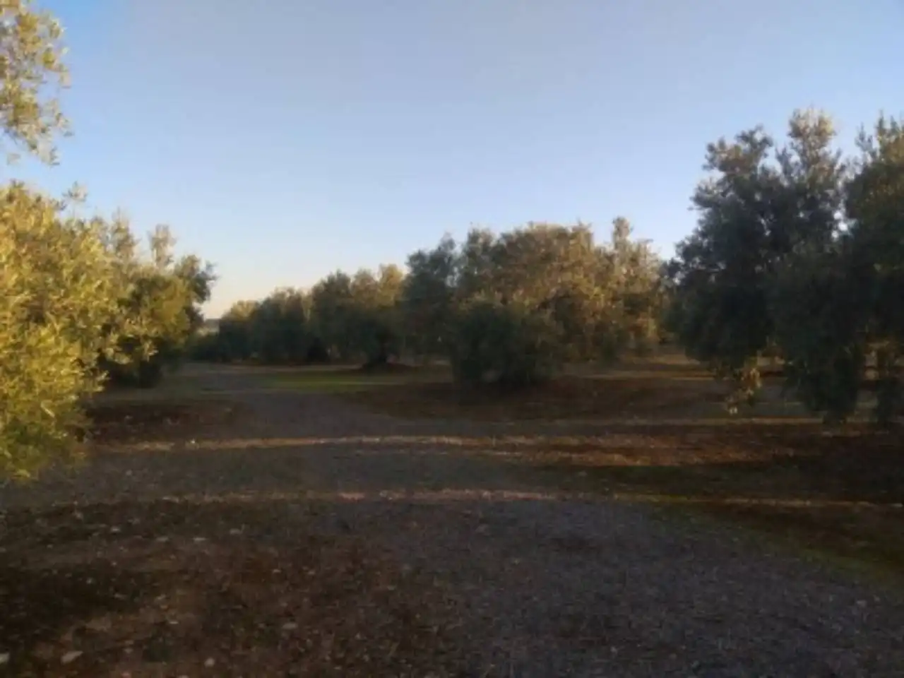 Terrain rustique à vendre à Calle TERMINO DE BAENA, imagen 2