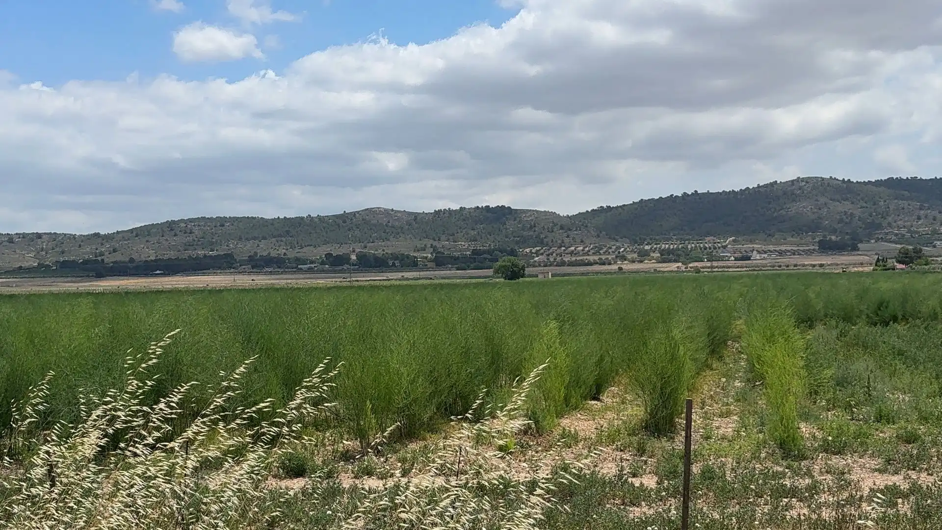 Residencial en venda en Villena