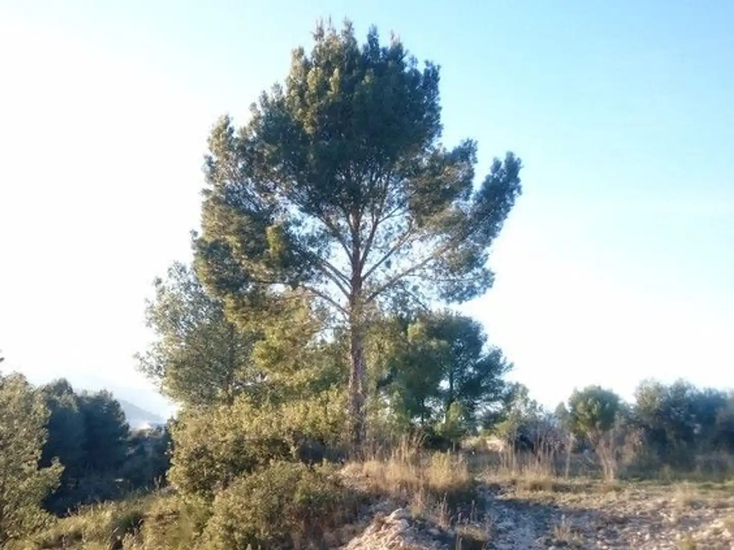 Terreni e lotti in vendita a Moratalla, imagen 17