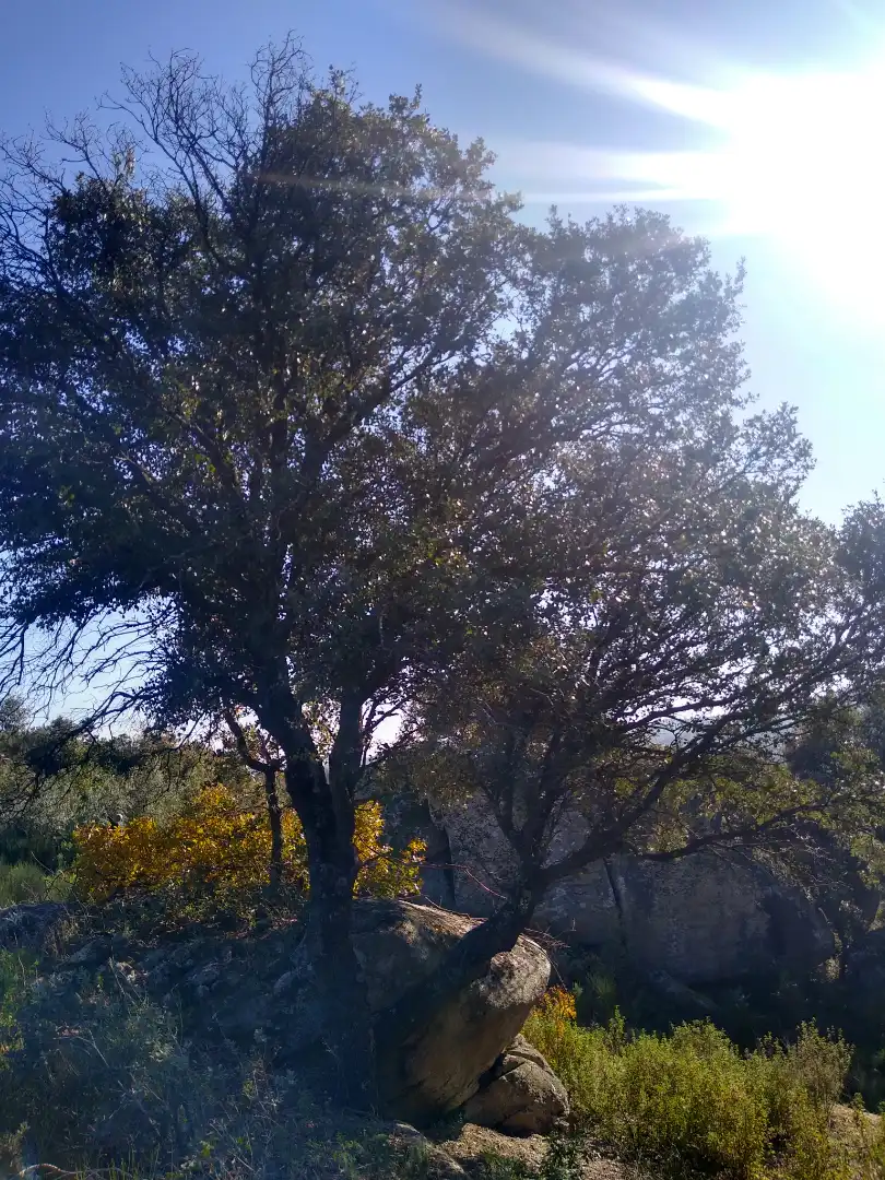 Rural land for sale in Cadalso de los Vidrios, imagen 6