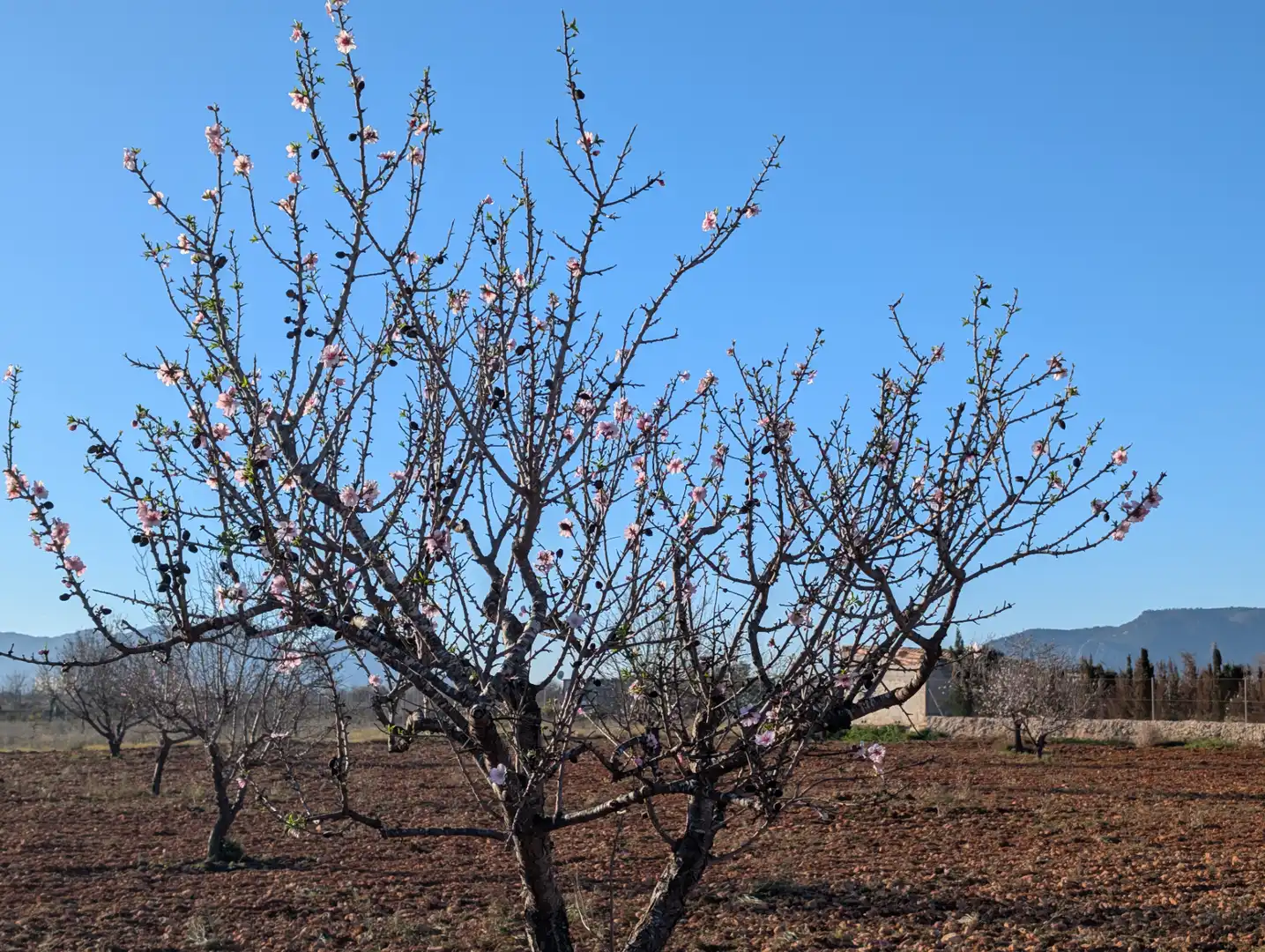 Terreno rustico in vendita a Pasaje Los Segados 152, imagen 3