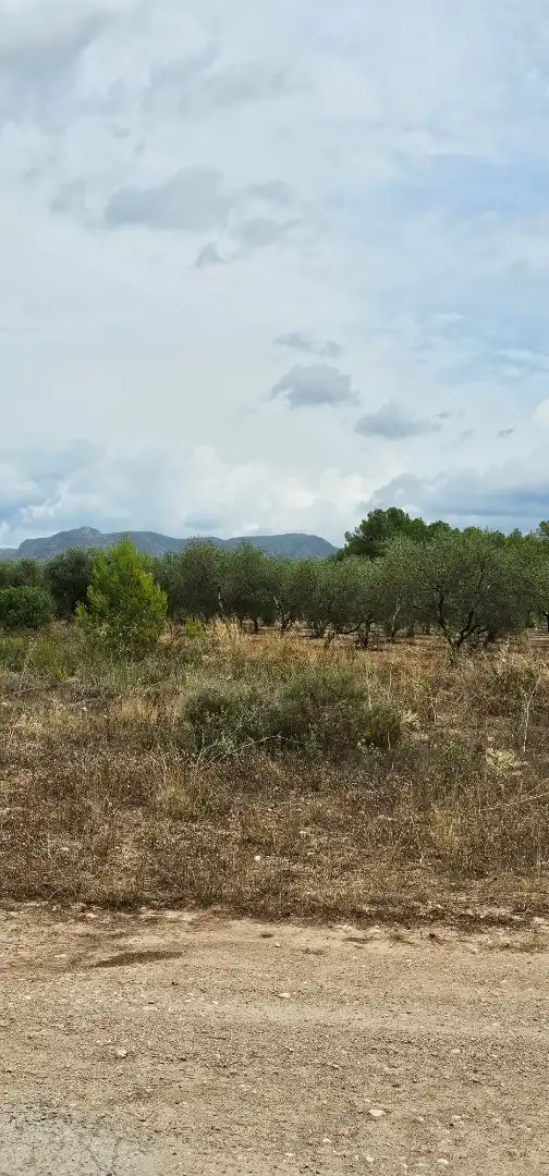 Land for sale in Móra d'Ebre