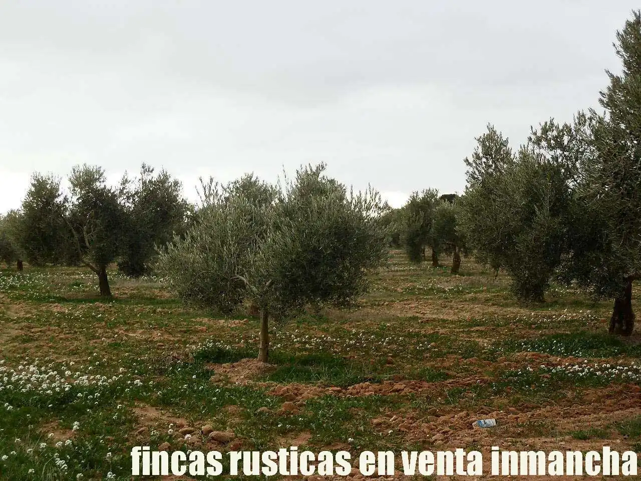 Terreno rustico in vendita a Campo de Criptana, imagen 11