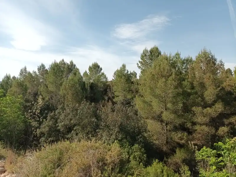Residential zum Verkauf in LES ALQUERIES 7 PARTIDA.NUMERO 6 Polígono 6 Parcel, Santa Ana