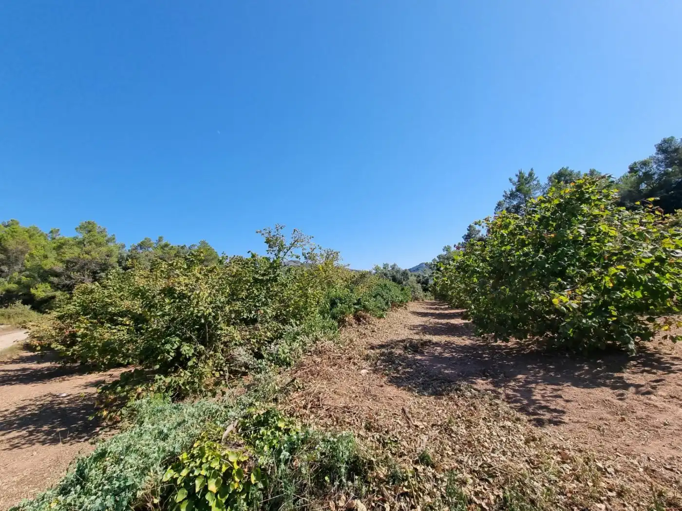 Terrain rustique à vendre à Tivissa, imagen 17