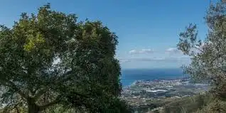 Terreny rústic en venda a Algarrobo pueblo, imagen 3