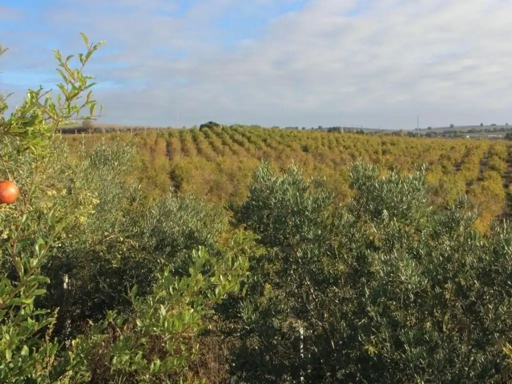 Terreno en venta en Jerez de la Frontera