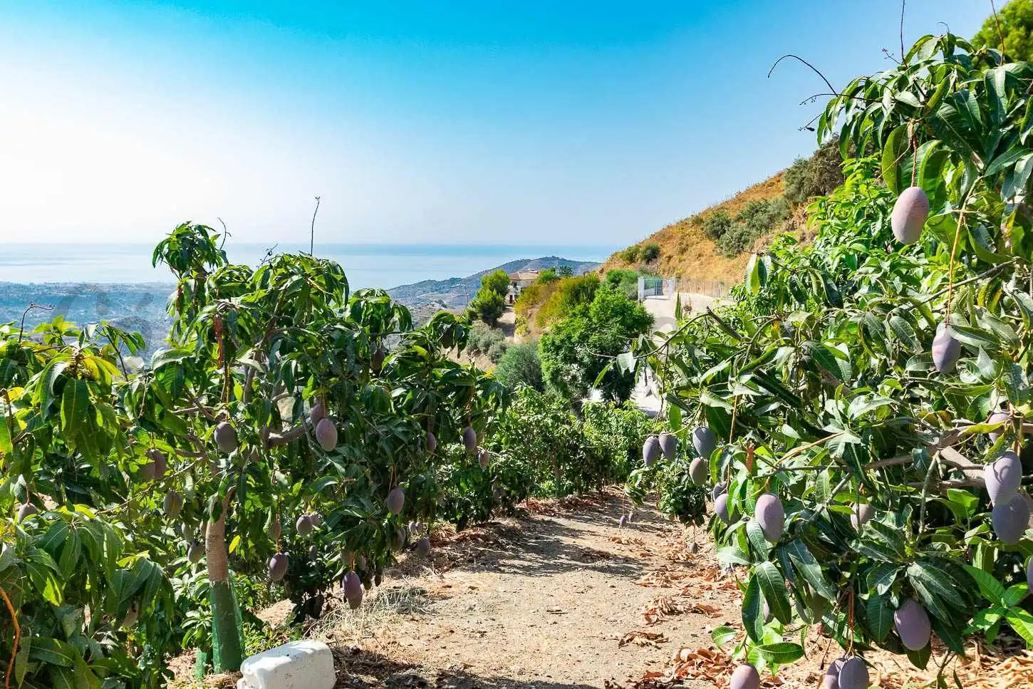 Rustikales Grundstück zum Verkauf in Torrox Pueblo, imagen 3