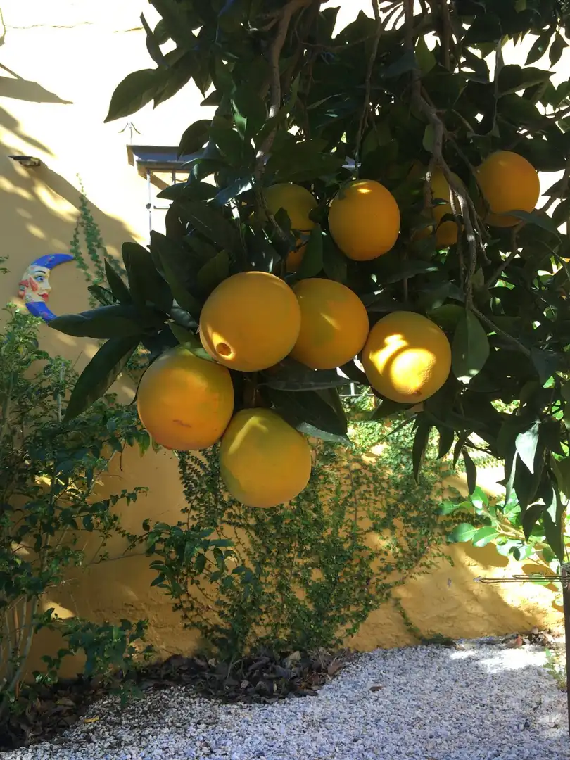 Casa rústica en venda a Monte los Almendros - El Pargo - Costa Aguilera, imagen 14