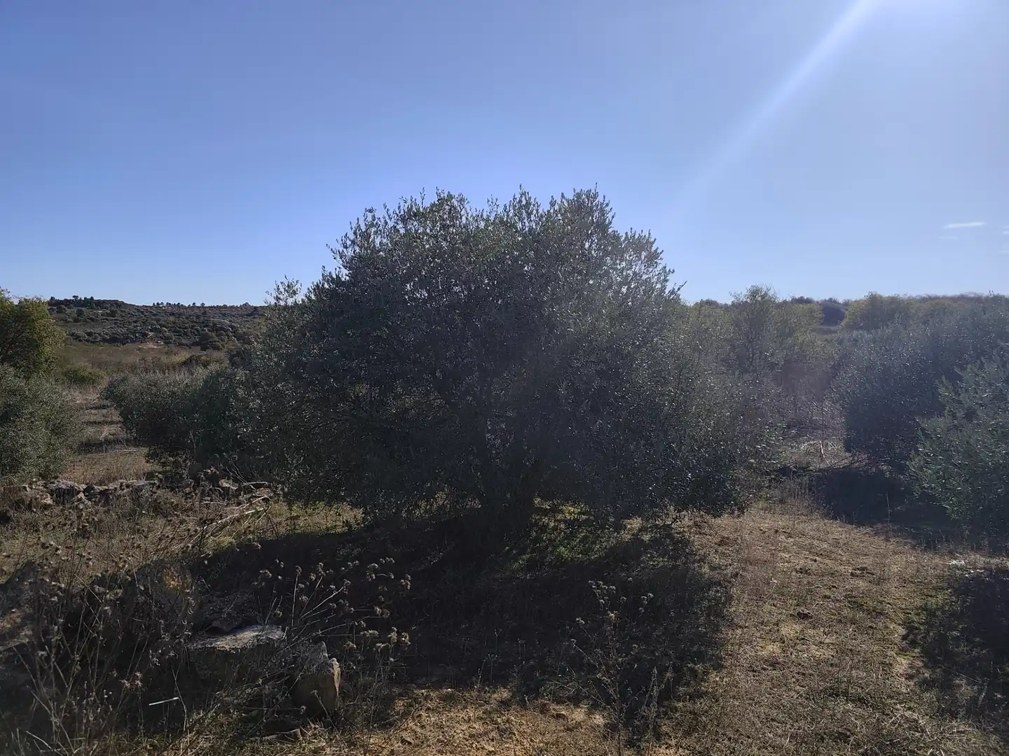 Terreny rústic en venda a Les Borges Blanques, imagen 14