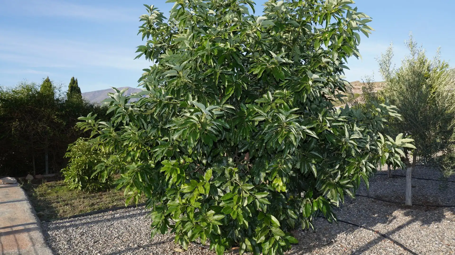 Jardí de Finca rústica en venda en Motril amb Aire condicionat, Terrassa i Traster