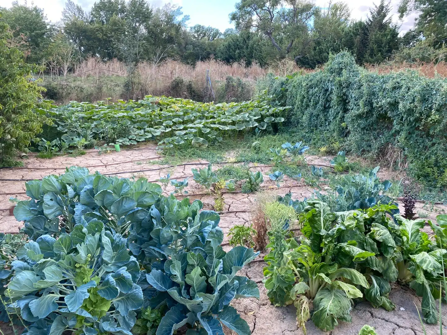 Jardí de Finca rústica en venda en Valoria la Buena amb Jardí privat i Piscina