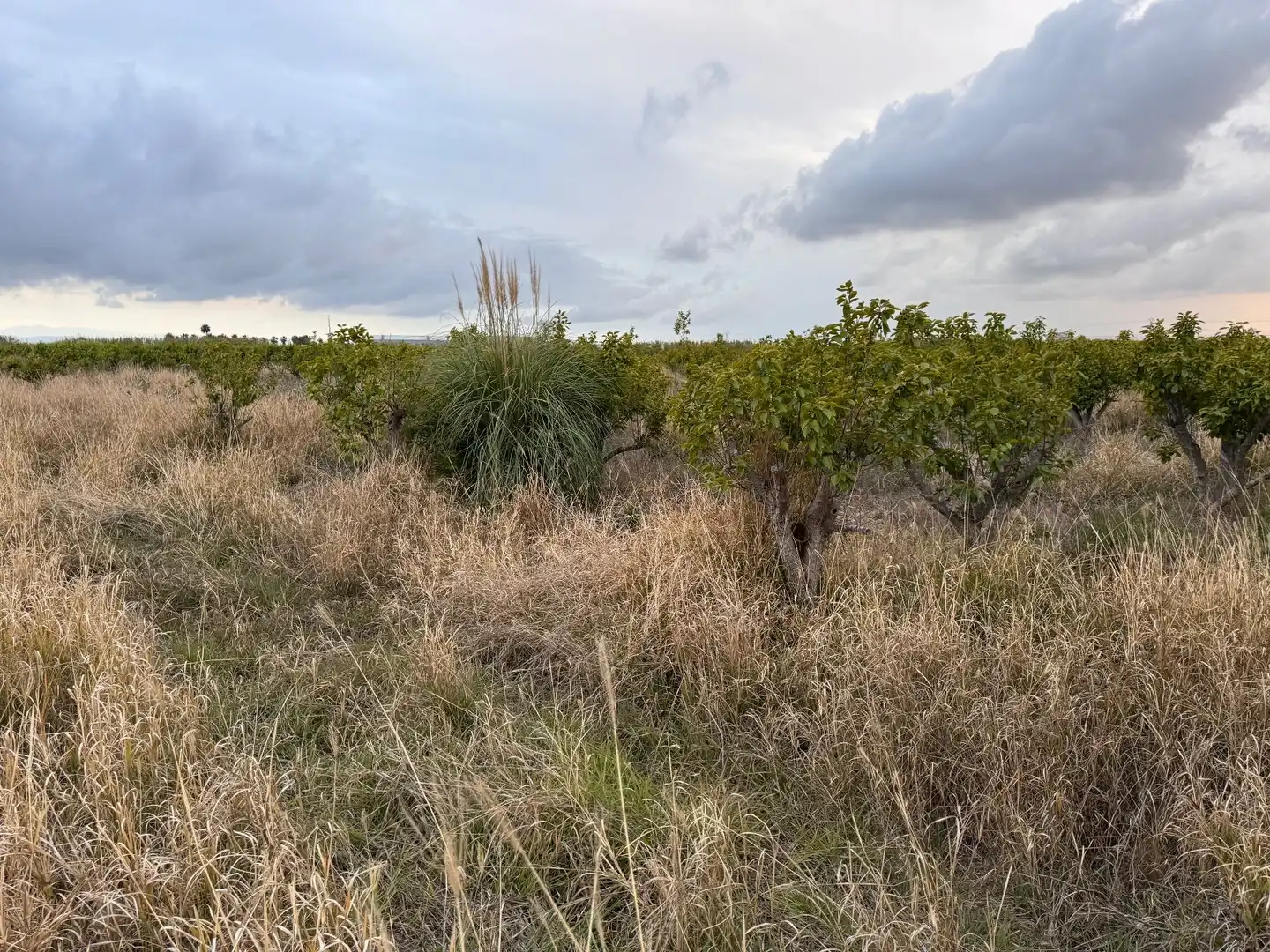 Terrenos y solares en venta en Polígono 10 Parcela 62, imagen 13