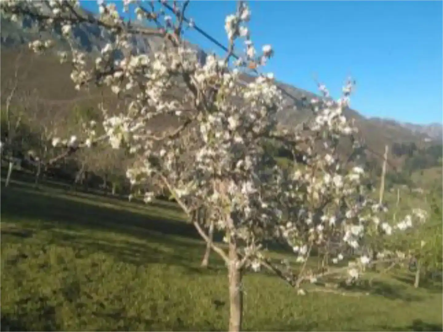 Jardí de Finca rústica en venda en Peñamellera Alta