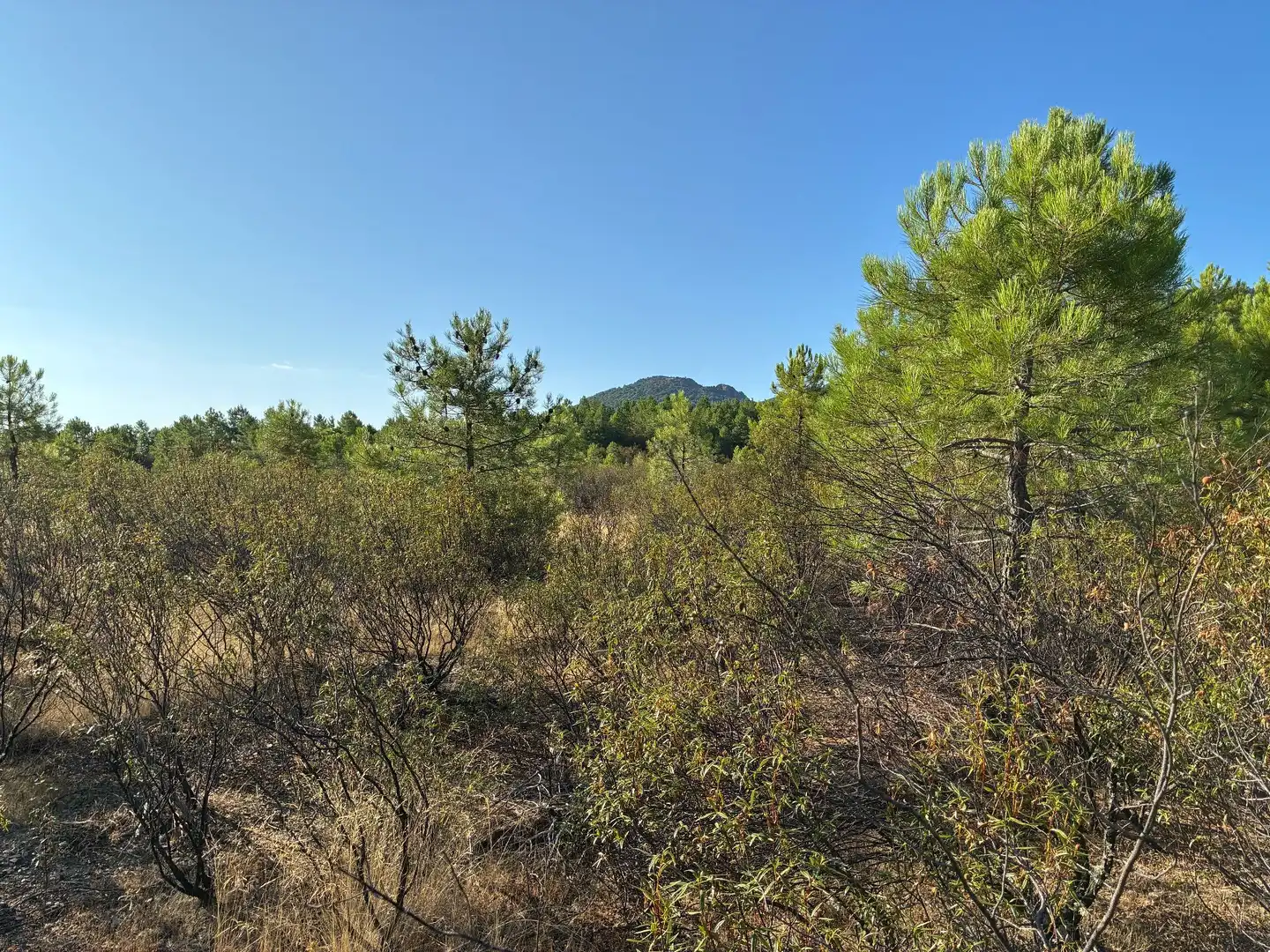 Rural land for sale in Puerto de San Vicente, imagen 8
