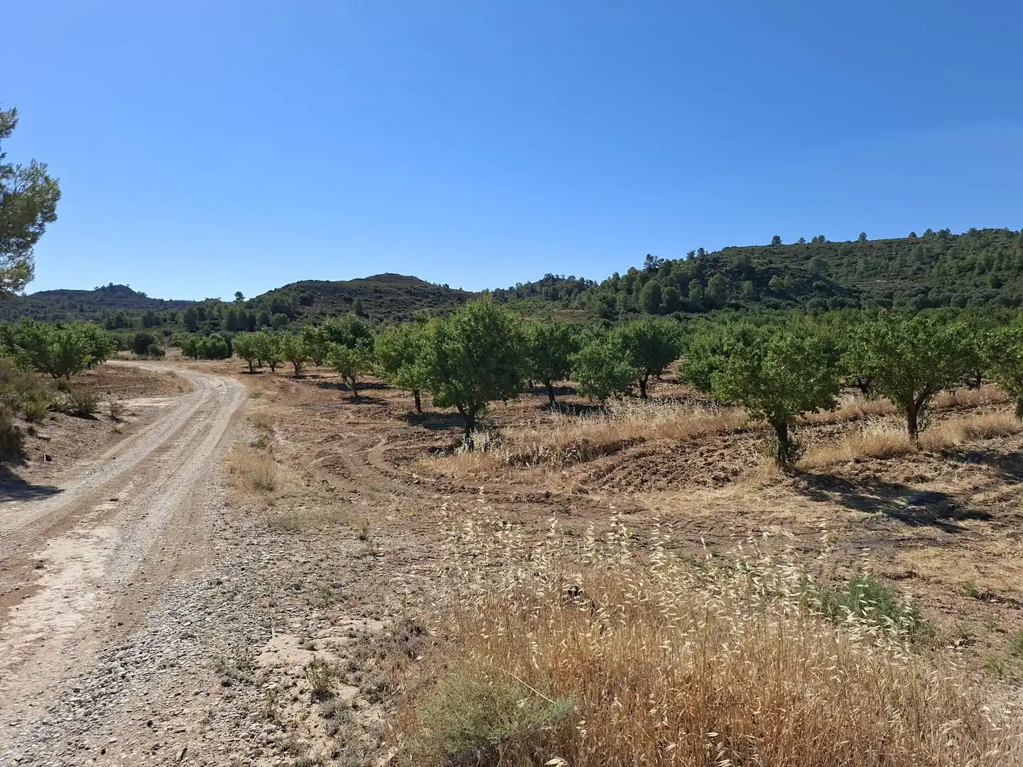 Finca rústica en venta en Maella