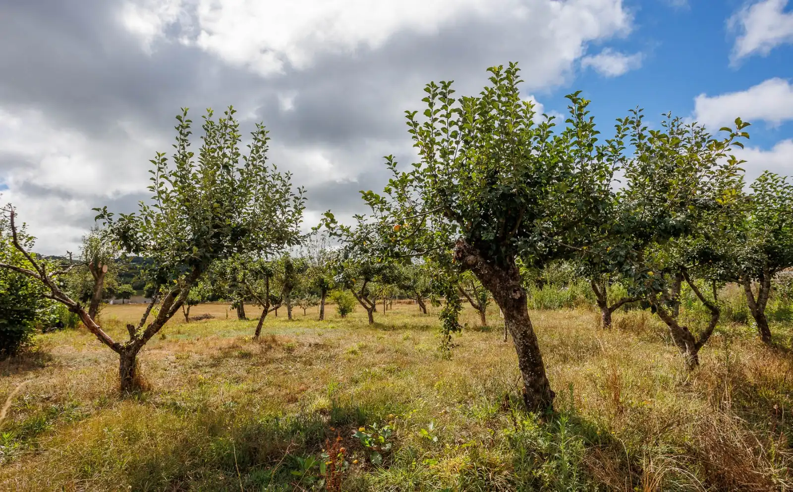 Finca rústica en venda en Chantada amb Aire condicionat, Calefacció i Jardí privat