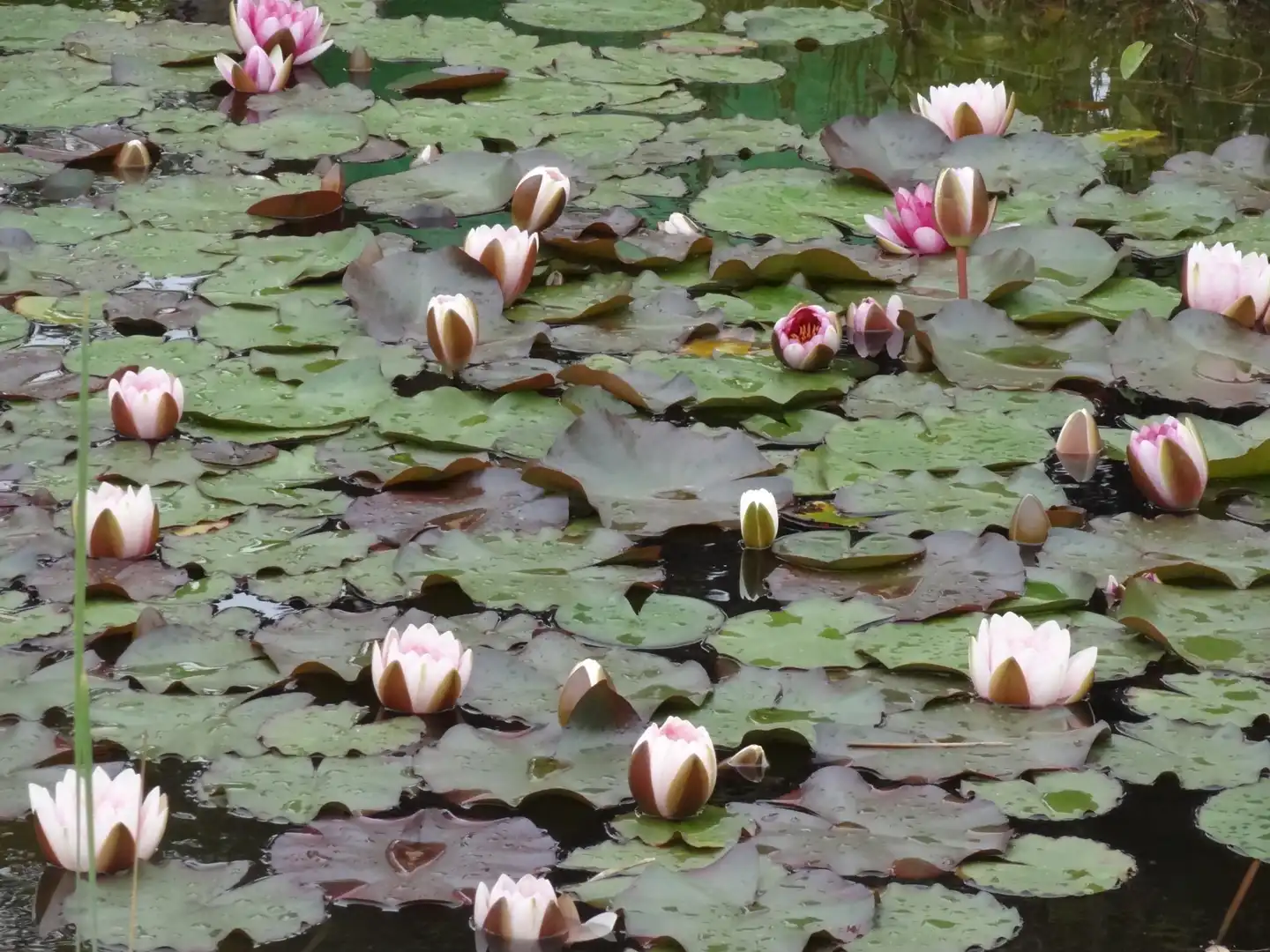 Jardí de Casa o xalet en venda en Beniarbeig