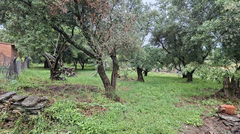 FINCA A 3 KM DE PLASENCIA, imatge 3