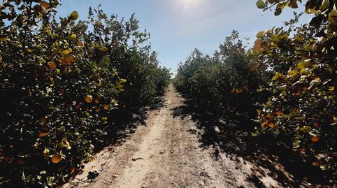 Photo 4 of Land for sale in El Fenazar - Campotéjar, Murcia