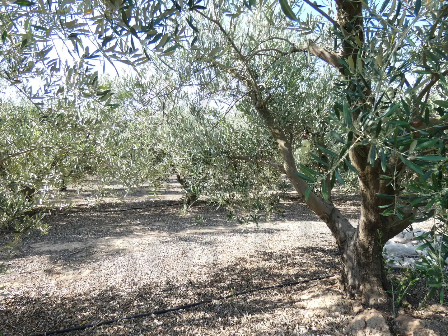 Grundstücke zum Verkauf in Torre-Pacheco