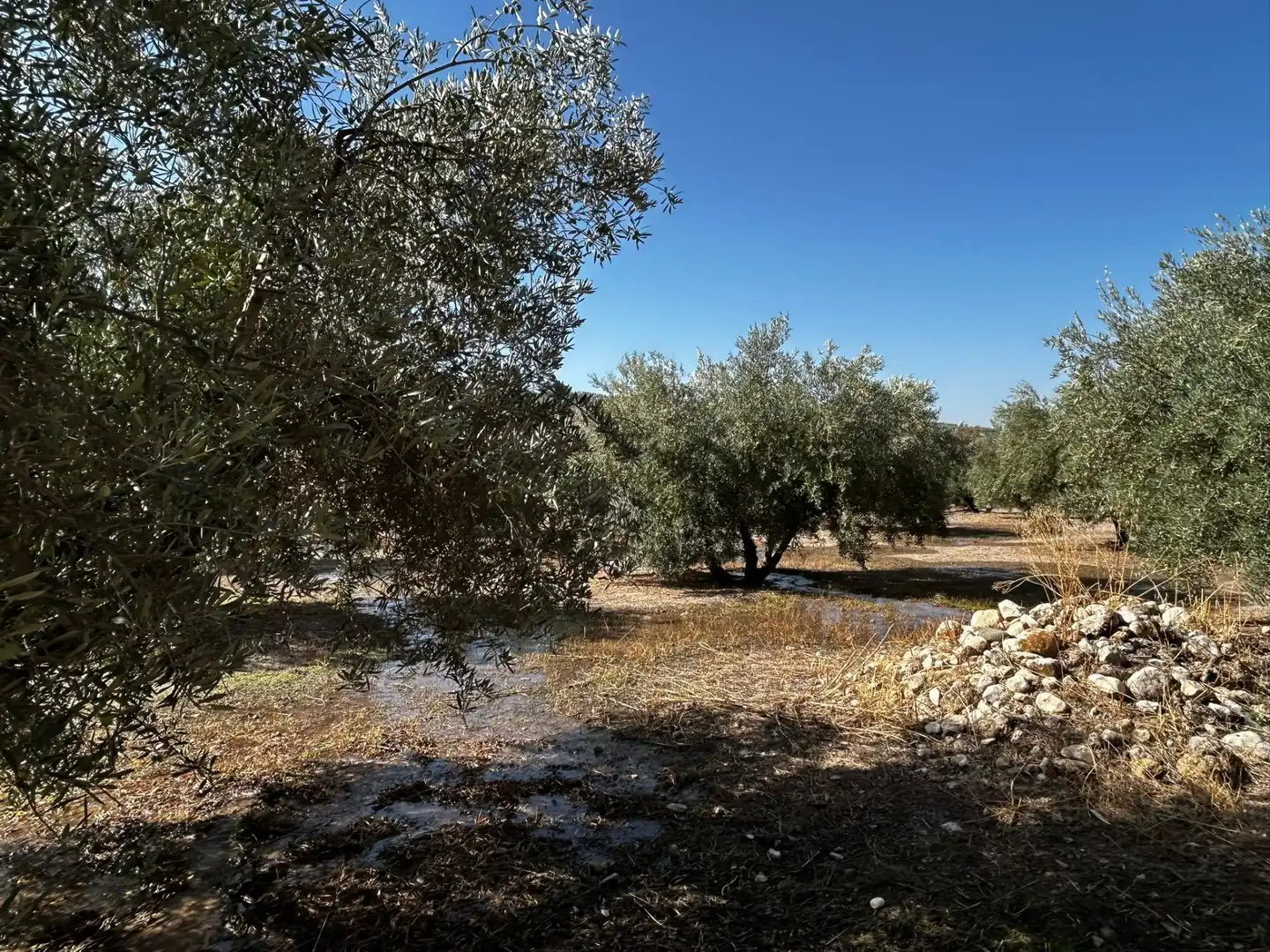 Terreni e lotti in vendita a Calicasas, imagen 11