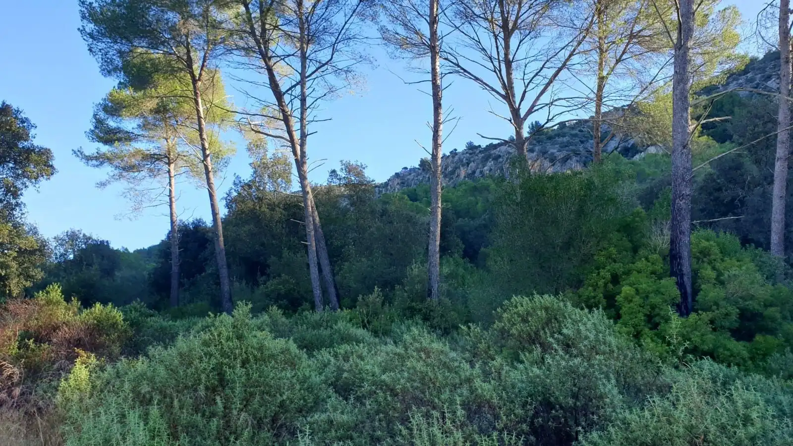 Rural land for sale in Sa Pobla, imagen 2