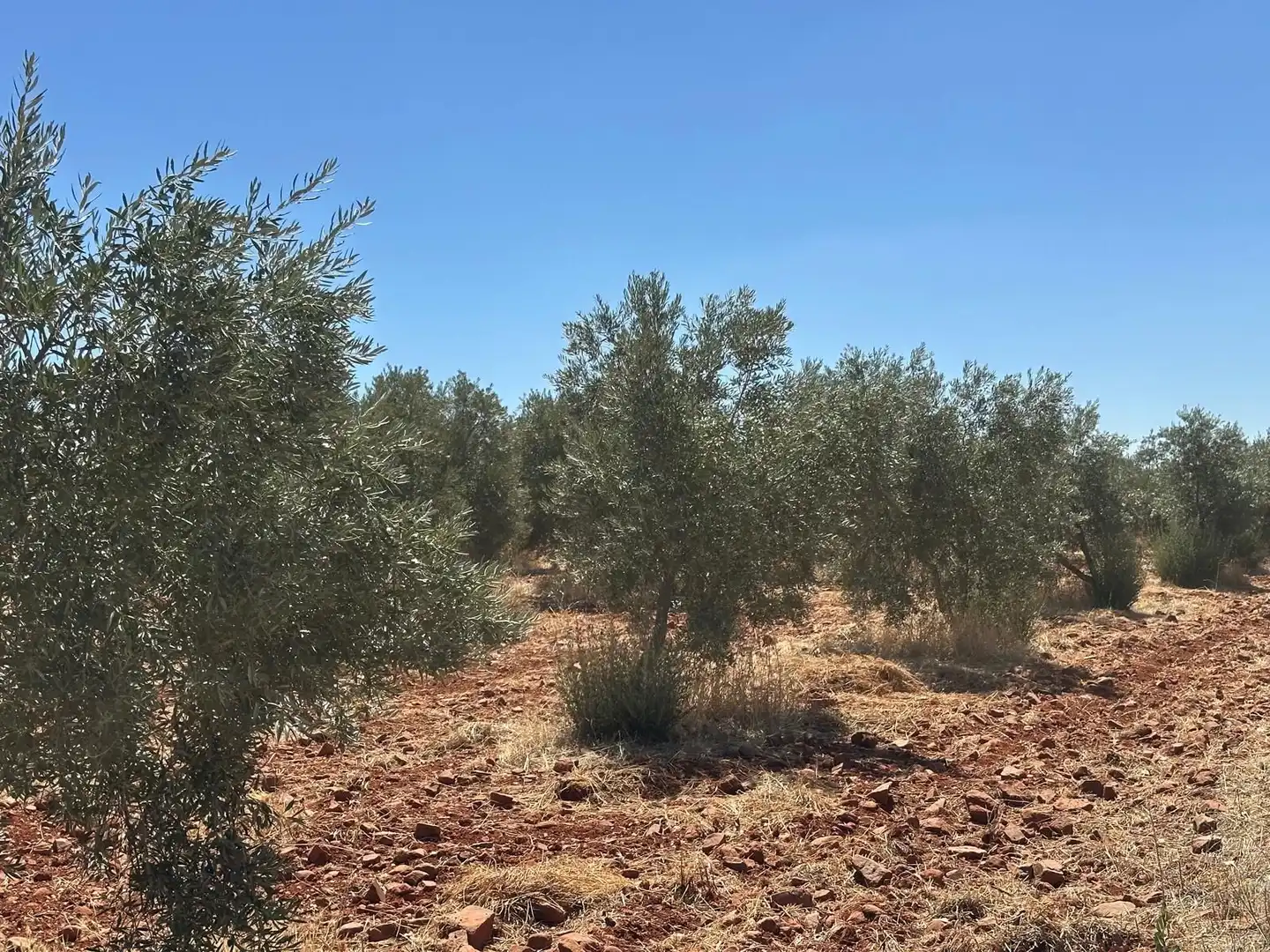 Rural land for sale in Carretera Valdepeñas-Ciudad Real, imagen 49