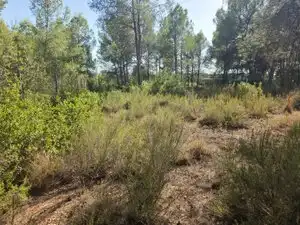 Rustikales Grundstück zum Verkauf in Partida Cumbres de Calicanto, imagen 13