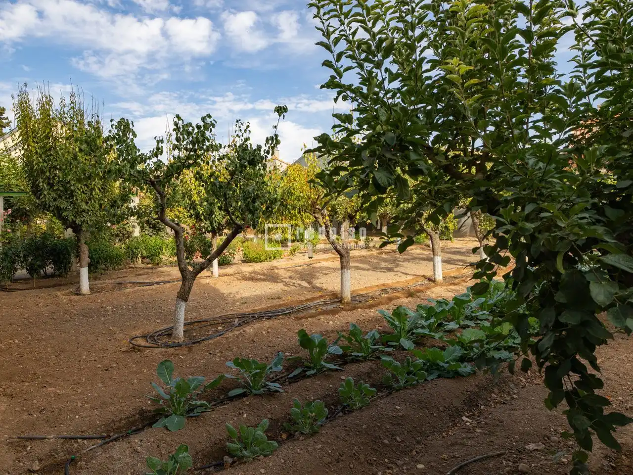 Jardín de Casa o chalet en venta en Madridejos con Aire acondicionado, Calefacción y Terraza