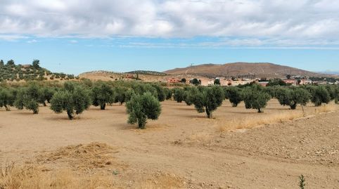 Finca en La Malaha, immagine 3