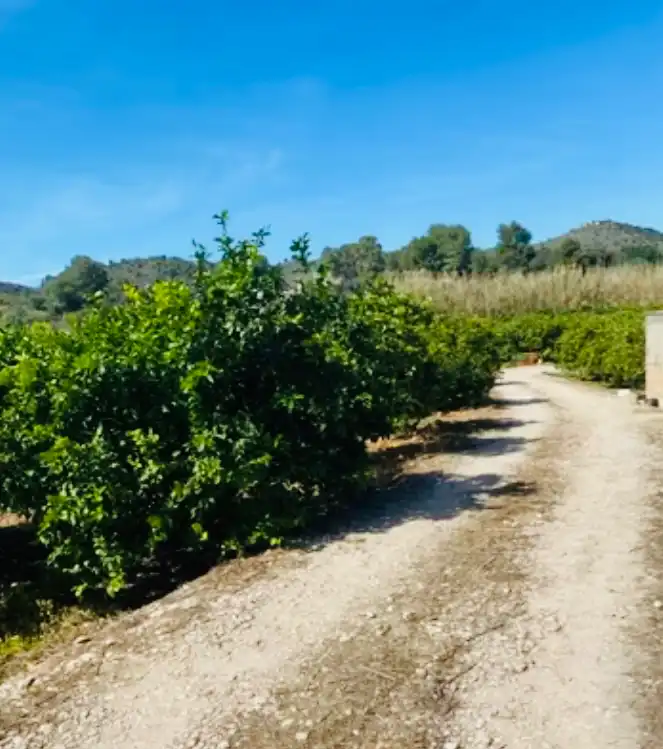 Rural land for sale in Pedreguer