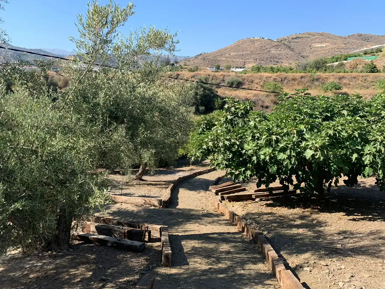 Jardín de Casa o chalet en venta en Torrox con Jardín privado, Terraza y Piscina
