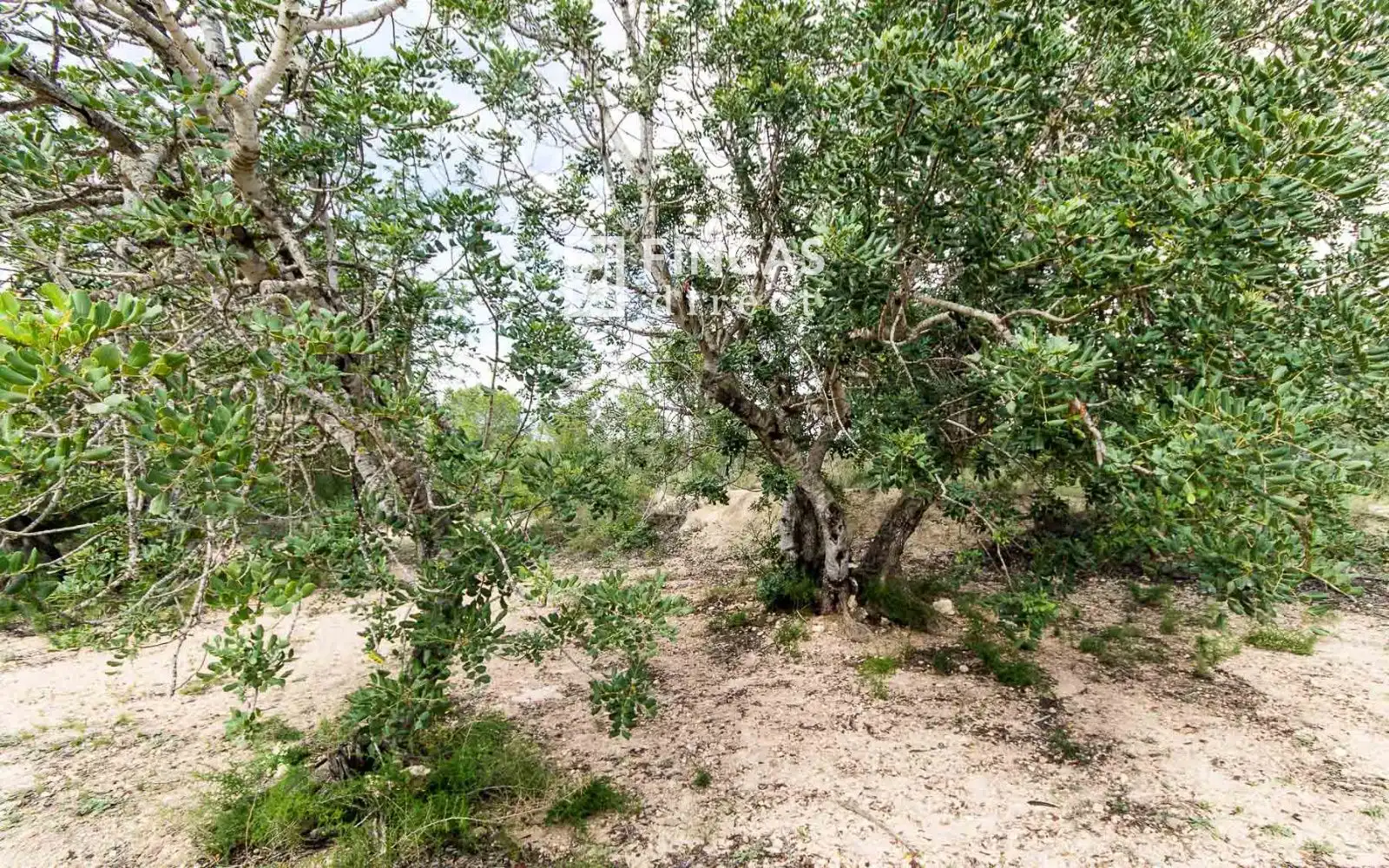 Finca rústica en venta en Benifallet con Trastero y Amueblado