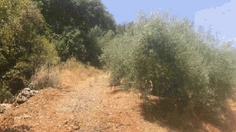 Foto 4 de Terreny en venda a Poligono 34 Parcela 148 Mezquita, Martos, Jaén