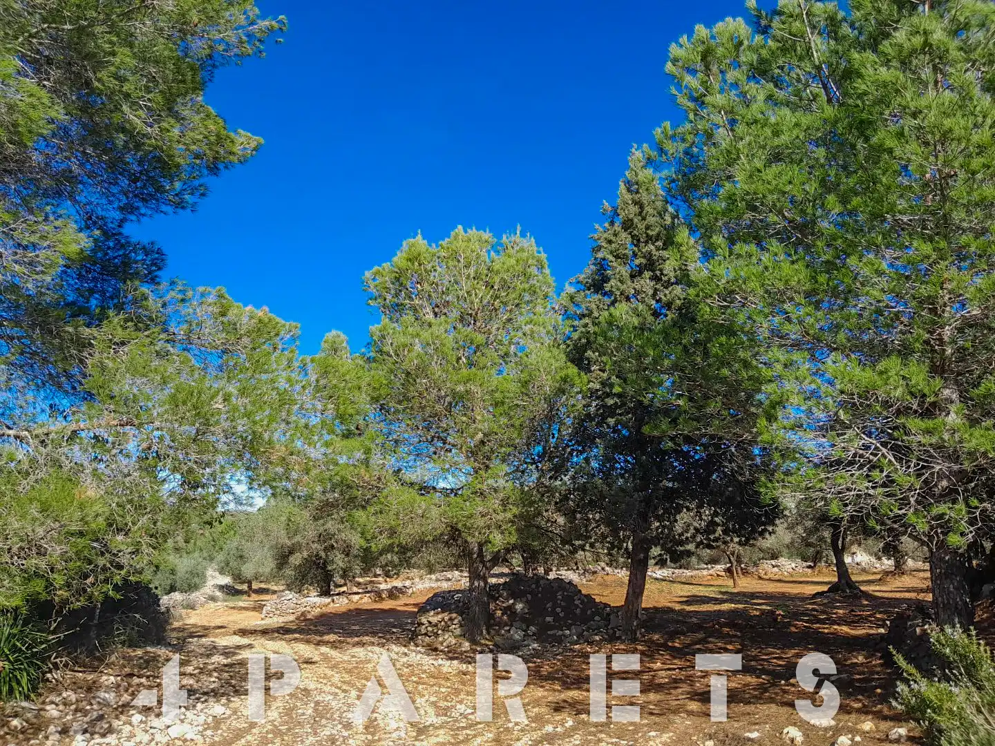 Rural land for sale in Cervera del Maestre, imagen 2