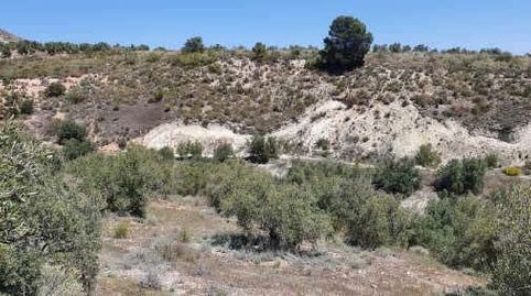 Paraje ARROTURAS Y BARRANCO DEL AGUA, Jódar, immagine 3