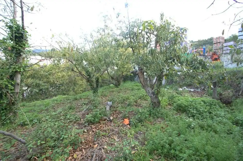 Terreny rústic en venda a Canillas de Albaida, imagen 4