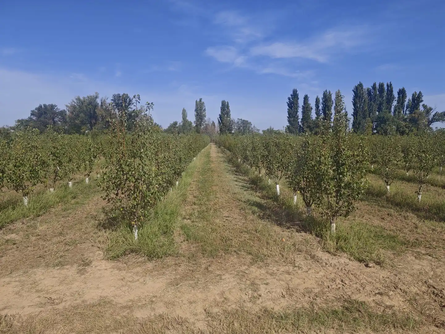 Land for sale in Albatàrrec