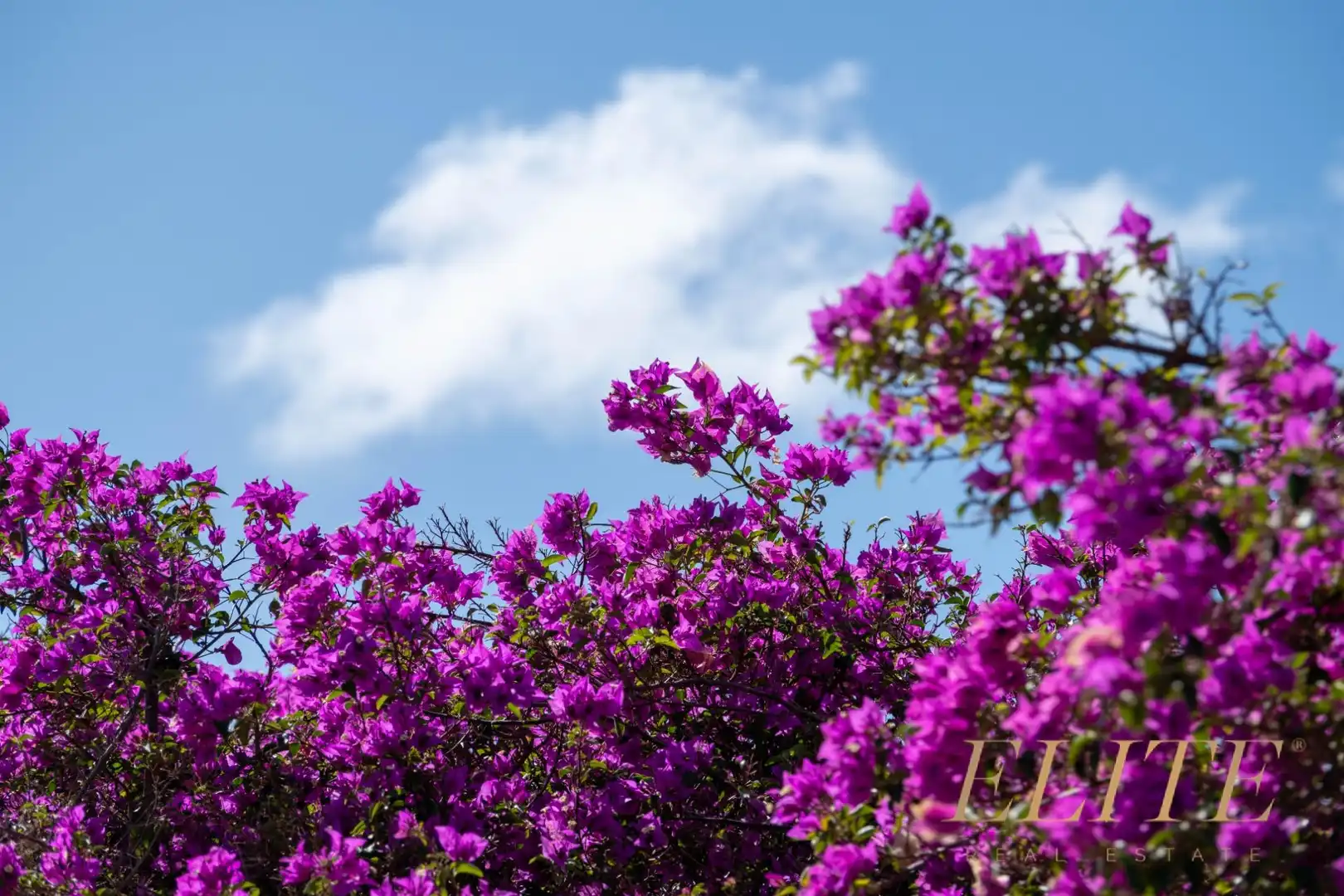 Garden of Residential for sale in San Bartolomé de Tirajana