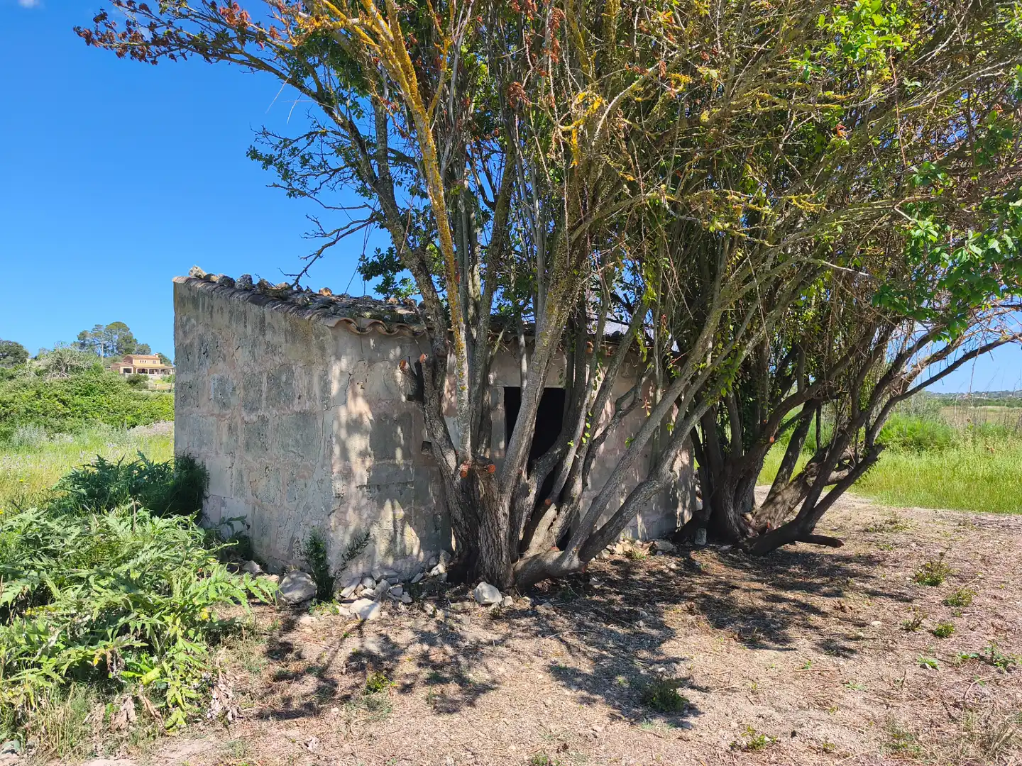 Terreno rustico in vendita a Maria de la Salut