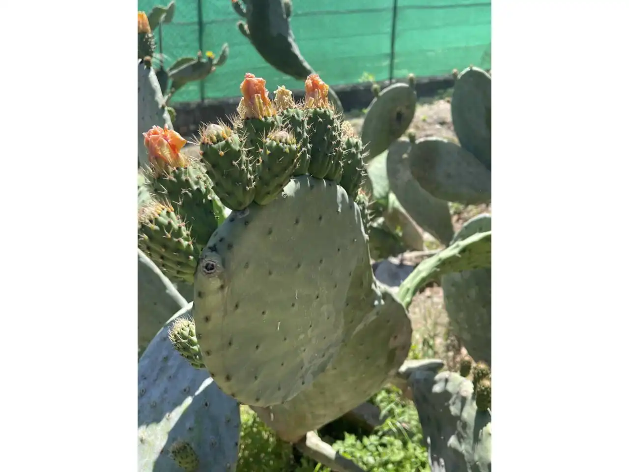 Jardí de Finca rústica en venda en Estepona amb Aire condicionat, Calefacció i Jardí privat