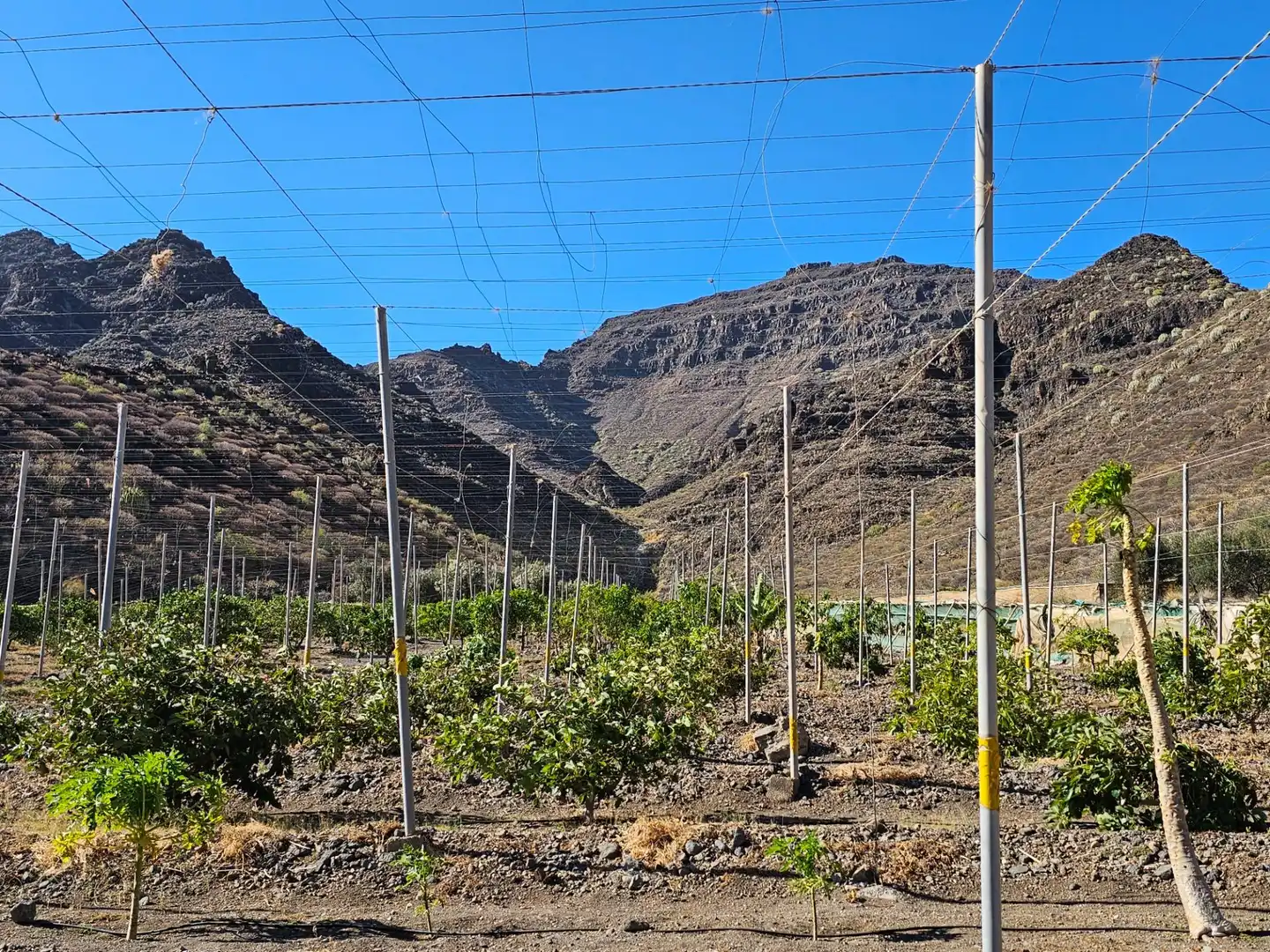 Vista exterior de Finca rústica en venta en La Aldea de San Nicolás  con Jardín privado, Terraza y Trastero