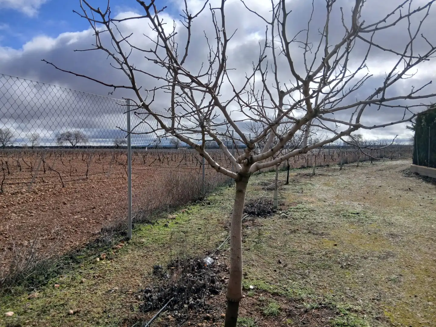 Rural land for sale in Carretera Solana