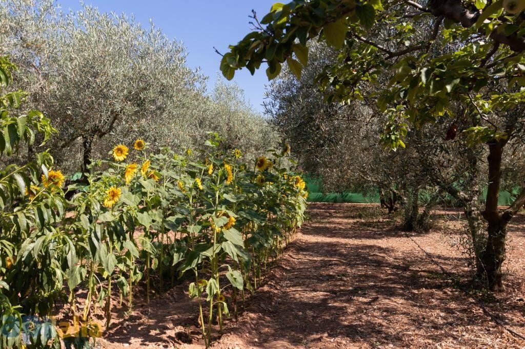 Jardín de Finca rústica en venta en Sentmenat con Piscina