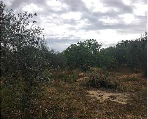 Terreni e lotti in vendita a SC AUSU-27 - FINCA PERALTA, imagen 20