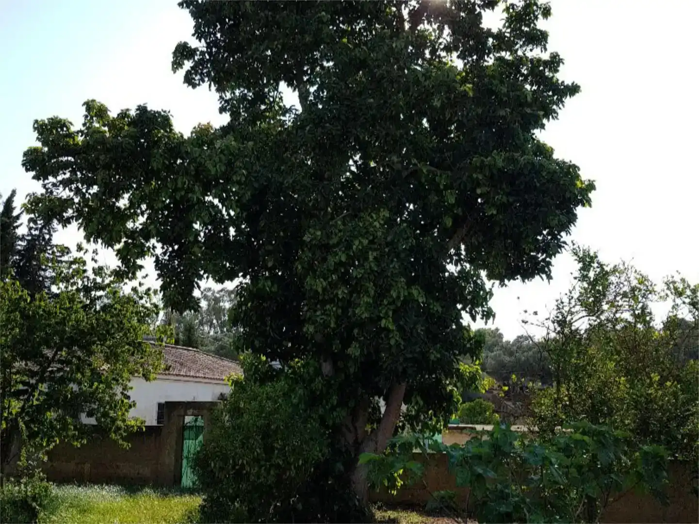 Garden of Houses for sale in Barbate  with Air Conditioner, Swimming Pool and Balcony
