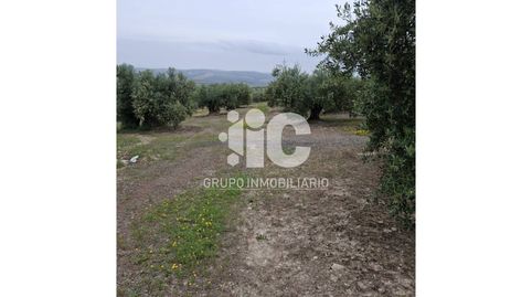 11 FANEGAS DE OLIVAR TRADICIONAL CERCA DE BAENA, immagine 2