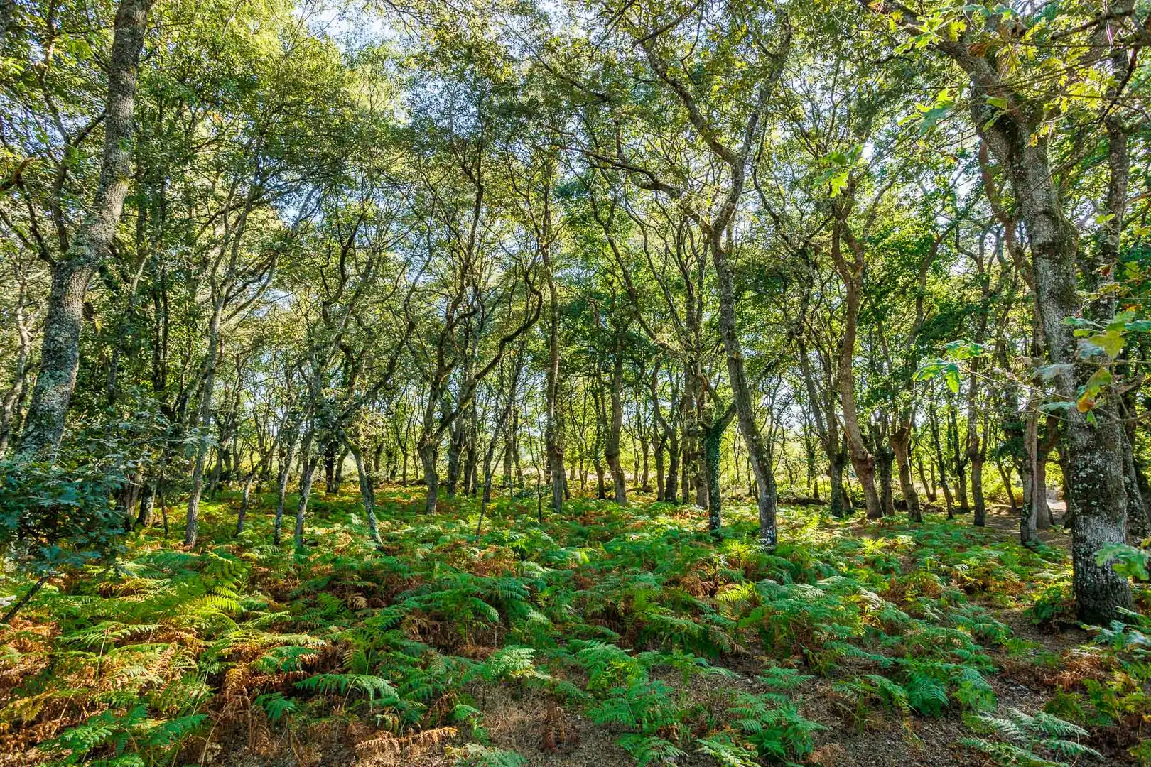 Vista exterior de Finca rústica en venta en Outeiro de Rei